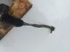 e91d9ef4ca51fa554372e49f8928bd84