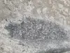 f09e20b58d9636046ebd1f2d34b620aa