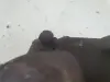 0c21c56f49680dfe435035dd066b63c5