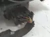 Opel Corsa D PRZEDNIA LAMPA PRAWA prawy przód anglik Ciemny klosz 13217456